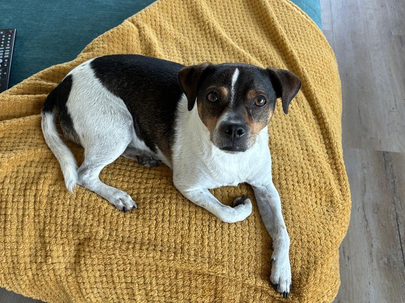 Ursprüngliches Handyfoto: derselbe Hund liegt auf einer senfgelben Decke